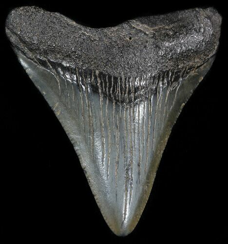 Juvenile Megalodon Tooth - South Carolina #49981